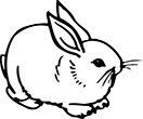 lapin-02